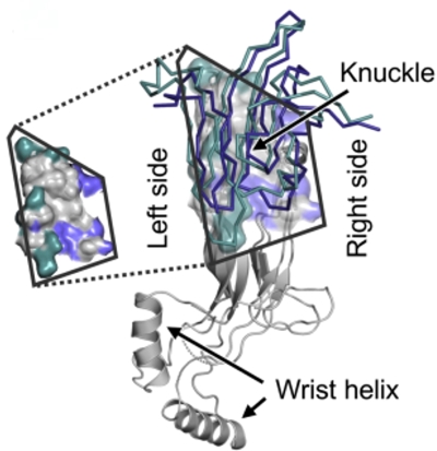Fig. 1 Structural ribbon view of human ACVR2A extracellular domains, molecular-structure reference for recombinant membrane-protein reagents. (OA Literature)