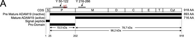 Fig. 1 Domain schematic of pre mature and mature ADAM19 transmembrane metalloprotease, reference for ADAM19 membrane protein and protease related research reagents. (OA Literature)