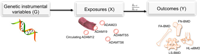 Fig. 1 Mendelian randomization causal pathway schematic linking genetic variants, circulating ADAM family proteins and human bone mineral density for bone metabolism and osteoporosis epidemiological research reagents. (OA Literature)