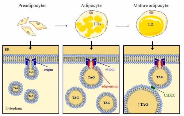 Fig. 1 Local structural visualization of human ADIG sepin-complex binding modulator for lipid-droplet-assembly-focused research reagent characterization. (OA Literature)