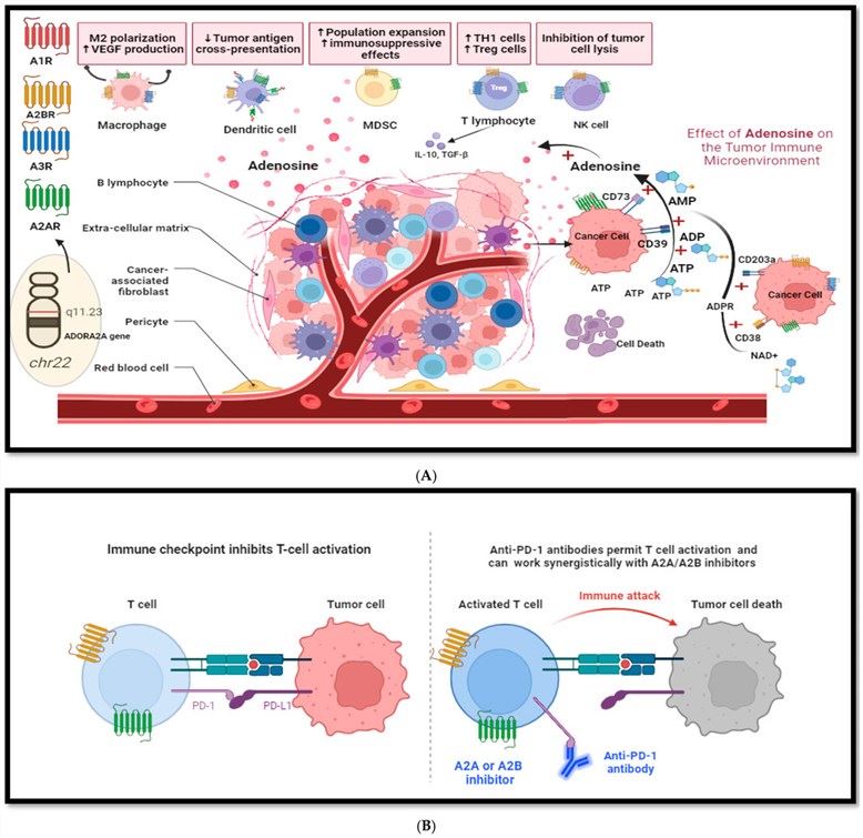 Fig.1 Impact of ADORA2A on the tumor-immune microenvironment. (OA Literature)