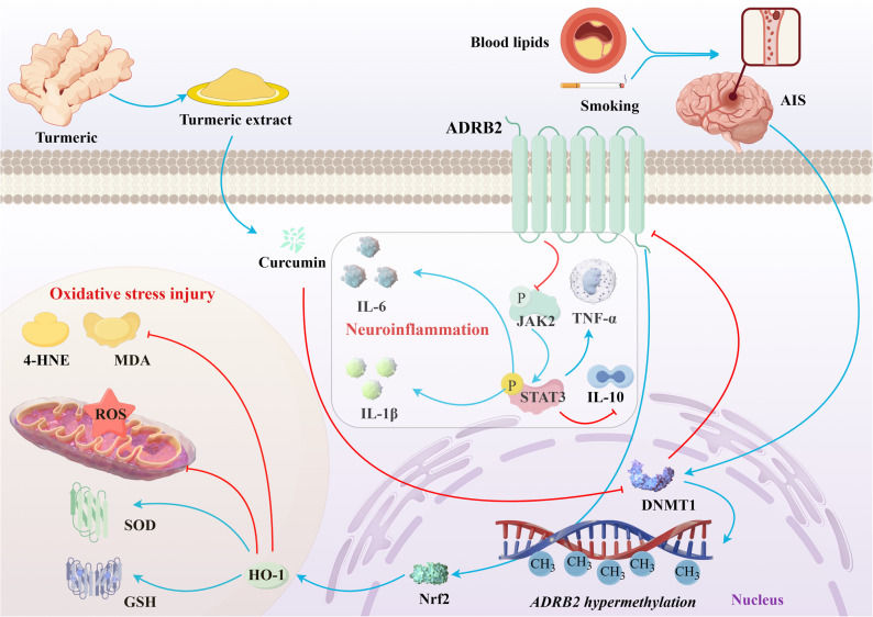 Fig. 1 Schematic of curcumin targeting ADRB2 epigenetic modification for ischemic brain injury treatment. (OA Literature)