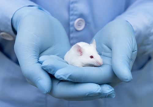 Advanced Antibody Murinization (Convert to Mouse Ab) Services 