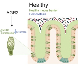 Fig. 1 Local structural visualization of human AGR2 secretory-glycoprotein-processing factor for ER-proteostasis-focused research reagent characterization. (OA Literature)