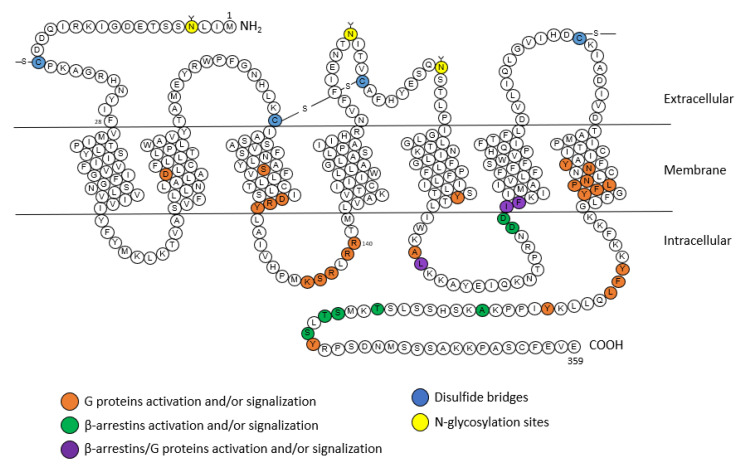 Fig. 1 Topological diagram of human AGTR1 integral membrane receptor, illustrating extracellular segments, seven transmembrane helices, intracellular domains, disulfide bridges and N glycosylation modification sites. (OA Literature)