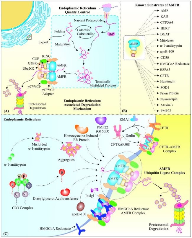 Fig. 1 Full regulatory model of AMFR E3 ubiquitin ligase for ER proteostasis & cholesterol metabolism research reagents. (OA Literature)