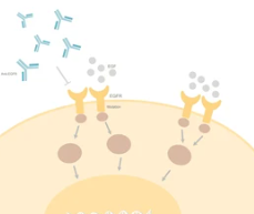 Anti-disease-specific Target Antibody Introduction