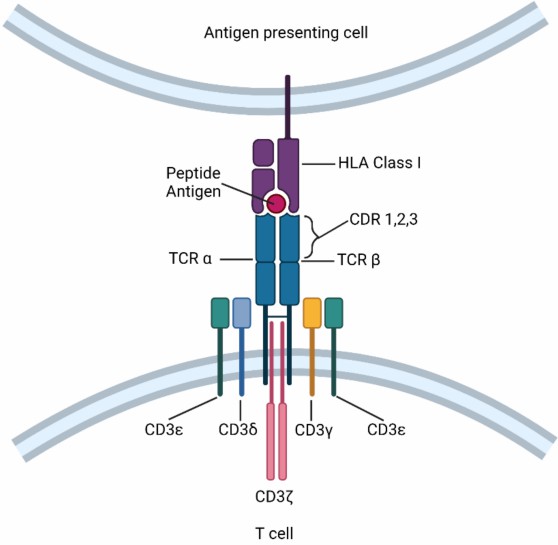 The structure of TCR.