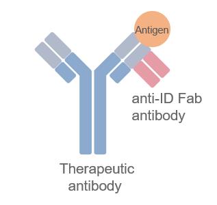 Binding mode of anti-idiotypic antibody detecting total antibody.