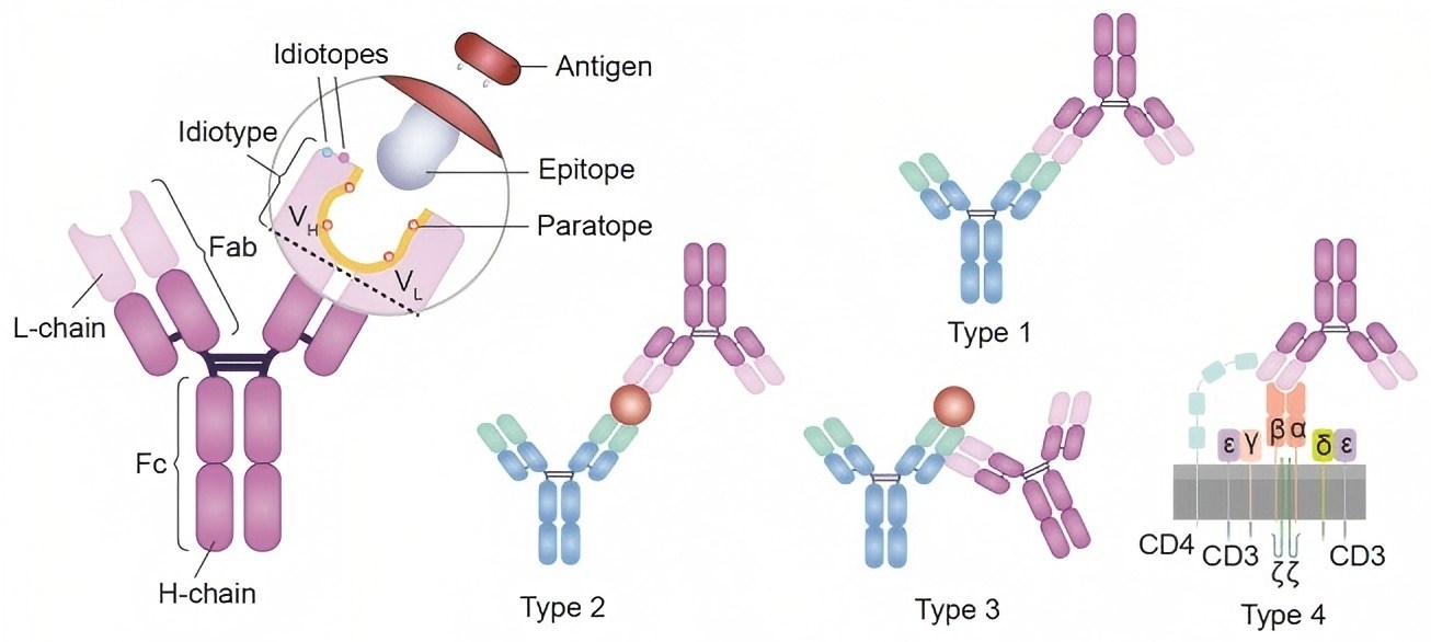 Fig. 1 Anti-ID Antibodies. (Creative Biolabs Original)