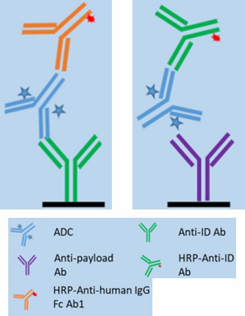 Drug target capture and detection with anti-idiotypic antibodies.