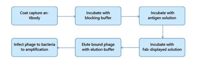 Workflow of enrichment of Ab-guided selection strategy using capture-sandwich ELISA (Creative Biolabs Original)