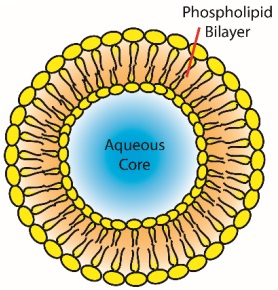 The structure of liposome.