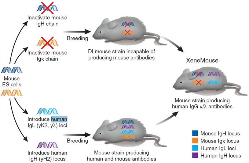 Fig. 2 Transgenic mouse hybridoma technology. (Aya Jakobovits, 2007)