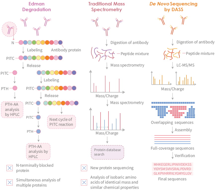 Strategies and workflows of monoclonal antibody sequencing. (Creative Biolabs Original)