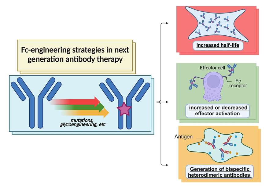 Fig.2 Fc-protein engineering for protein therapeutics. (Abdeldaim and Katharina, 2023)