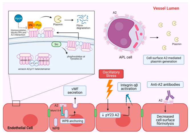 Fig. 1 ANXA2-p11 complex mediates vascular fibrinolysis and endothelial homeostasis. (OA Literature)