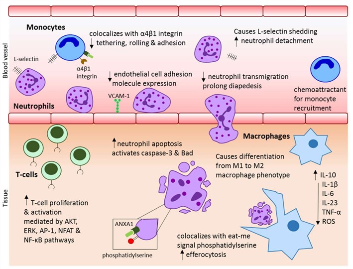 Fig.1. The role ANXA1 in controlling inflammation through its effect on immune cells. (OA Literature)