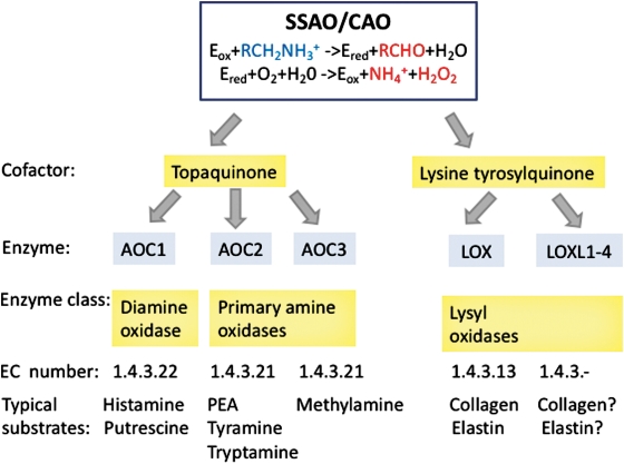 Fig.1 AOC family and AOC2 enzymatic properties. (OA Literature)