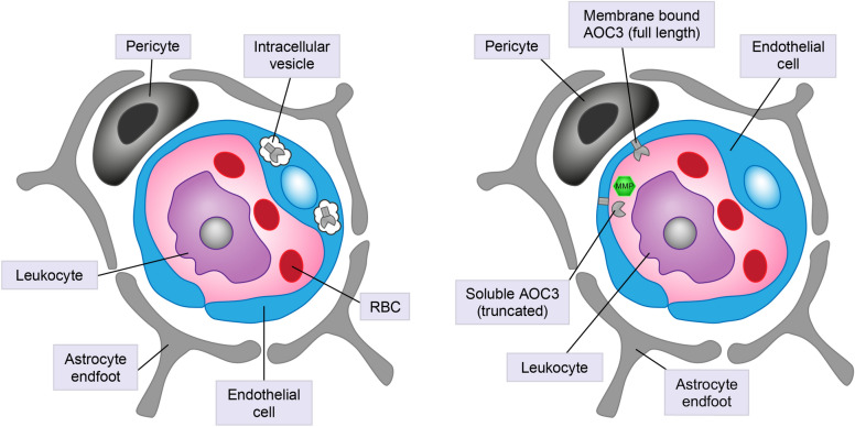 Fig. 1 Comparative schematic of intracellular and membrane/soluble AOC3 distribution in resting and inflamed blood-brain barrier endothelium. (OA Literature)
