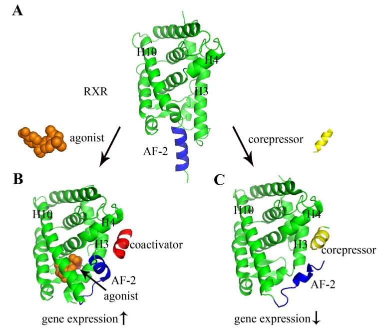 Fig.1 Structural basis of nuclear receptor ligand binding and cofactor recruitment. (Yang, Qianrong and Yong, 2014)