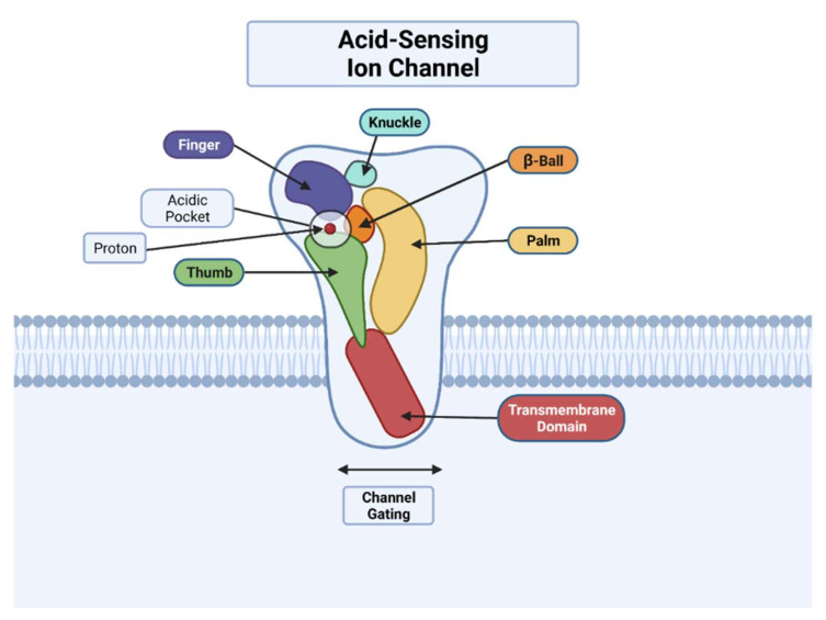 Fig. 1 Schematic "closed-fist" domain-structure diagram of degenerin-family acid-sensing ion-channel subunit, for ASIC2 membrane-protein research reagent reference. (OA Literature)