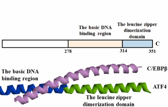 Fig.1 ATF4/CREB-β complex inhibits OCN transcription via OSE1/2. (OA Literature)