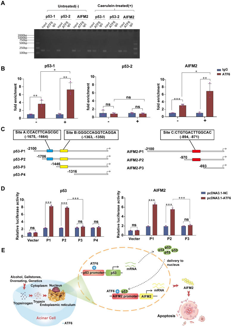 Fig. 1 ATF6 transcriptional regulation assay outcomes including ChIP band patterns, quantitative enrichment statistics, luciferase reporter readings and cell apoptosis mechanism schematic, applied for transcription factor binding validation, pancreatitis mechanism research and apoptosis‑modulating compound screening. (OA Literature)