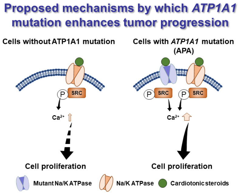 Fig. 1 Comparative schematic of oncogenic Ca²⁺signal activation in wild-type and ATP1A1-mutant tumor cells. (OA Literature)