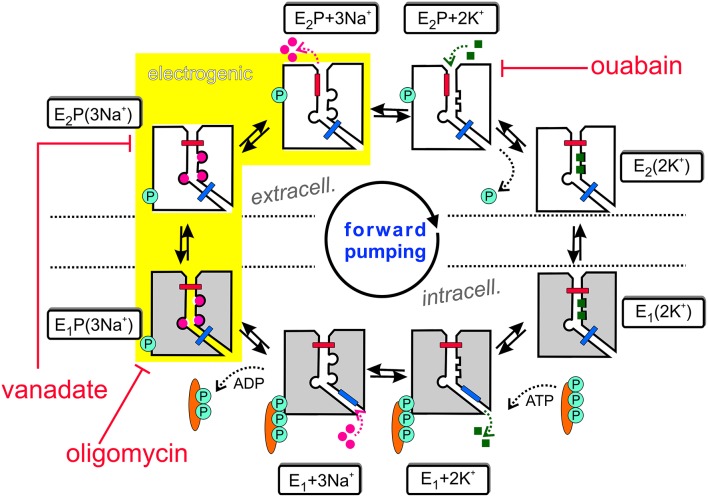 Fig. 1 ATP1A2 sodium-potassium ion transport conformational cycle. (OA Literature)