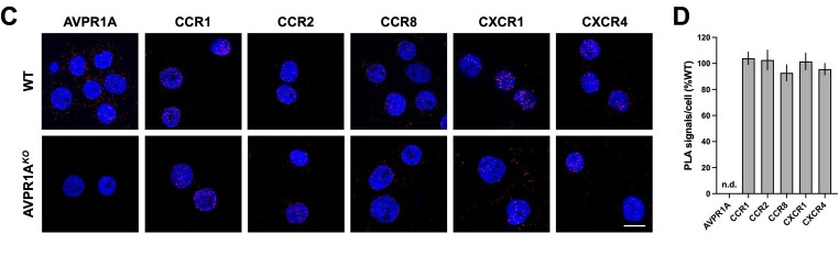 Fig. 1 In-situ visualization of membrane receptor molecular proximity for GPCR membrane-complex assembly research reagent characterization. (OA Literature)
