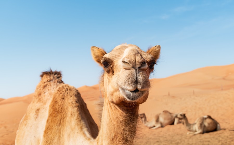 Fig. 1 Camel. (Creative Biolabs Authorized)