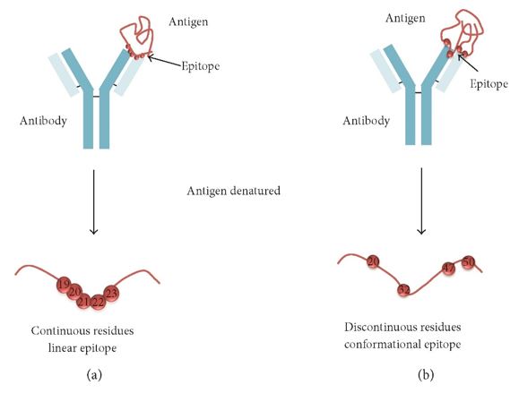 Fig.1 B-cell epitopes can be divided into two main groups: linear and conformational. (Sanchez-Trincado, Marta and Pedro, 2017)