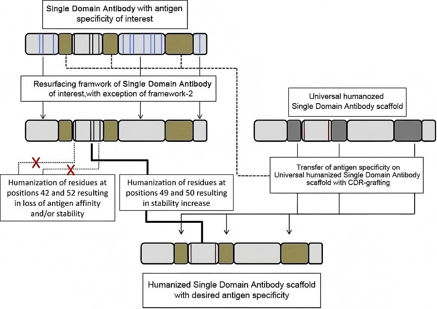 Fig. 1 An example of a general strategy to humanize sdAbs. (OA Literature).