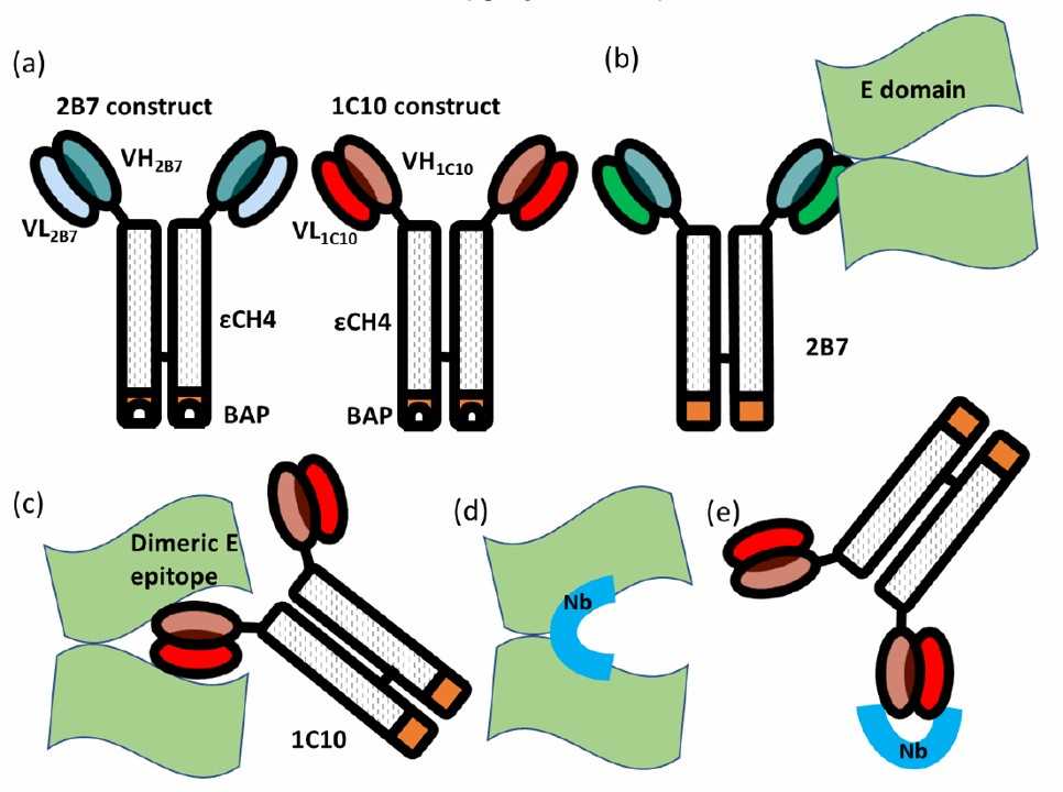 Fig. 1 A figure shows single domain antibodies from different camelid species. (Creative Biolabs Original).
