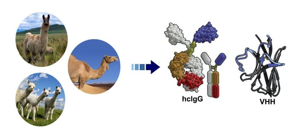 Fig. 1 A figure shows single domain antibodies from different camelid species. (Creative Biolabs Original).