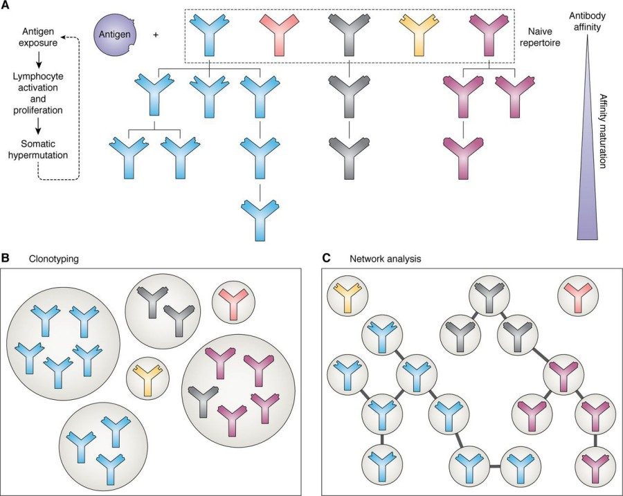 Fig. 1 The process of affinity maturation and methods of the resulting antibody repertoires analysis. (OA Literature).