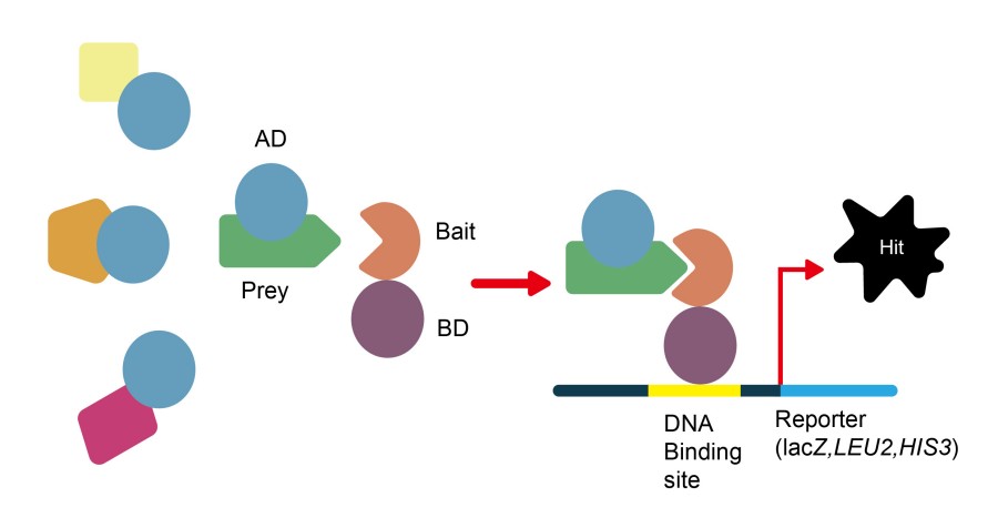 Fig. 1 This figure describe a concept of yeast two-hybrid method. (Creative Biolabs Original).
