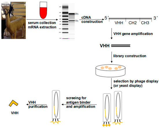 Fig. 1 VHH generation from camelid. (OA Literature).