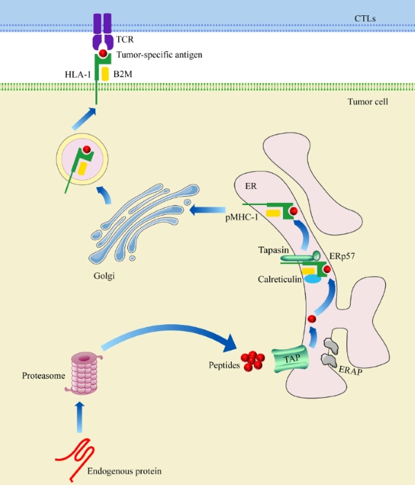 Fig.1 B2M-mediated MHC-I antigen presentation. (OA Literature)