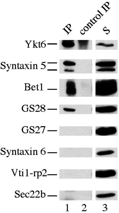 Fig. 1 Co-IP western blot showing BET1 binding to cis-Golgi SNARE proteins for ER-Golgi trafficking research. (OA Literature)