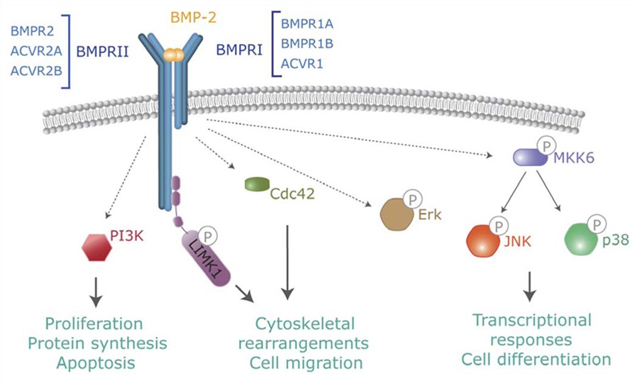 Fig.1 BMPR1A's signaling. (OA Literature)