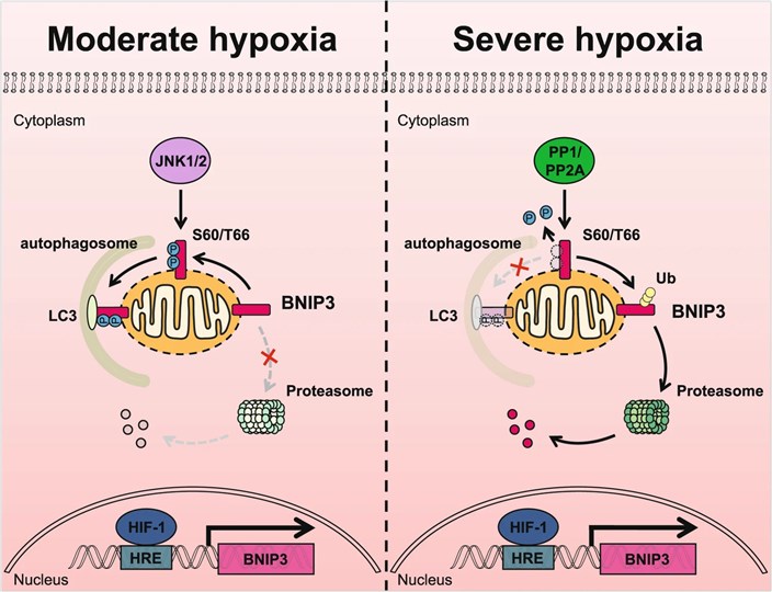 Fig.1 BNIP3 phosphorylation-mediated mitophagy under hypoxia. (OA Literature)
