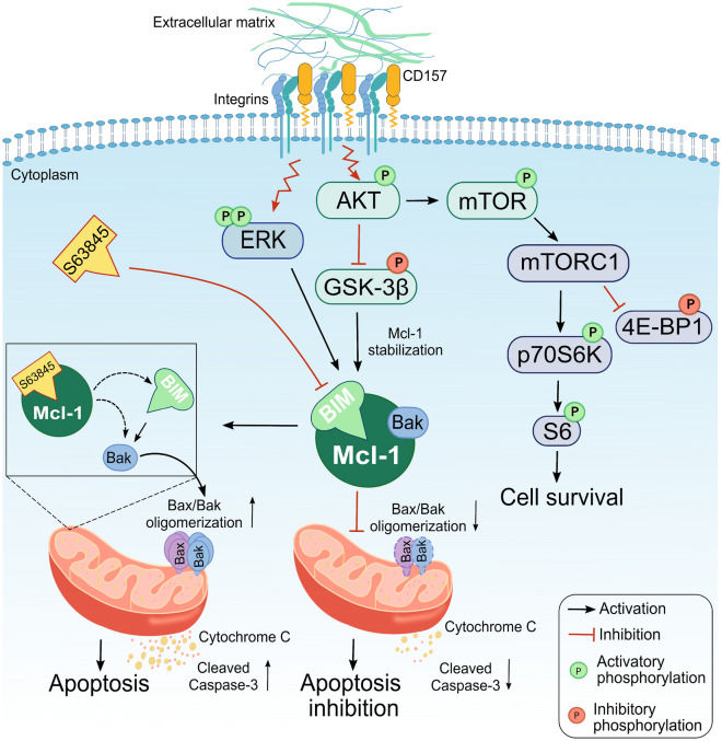 Fig. 1 CD157 (BST1)-integrin signaling axis controlling cell survival and mitochondrial apoptosis via AKT-mTOR and Mcl-1 regulatory networks. (OA Literature)