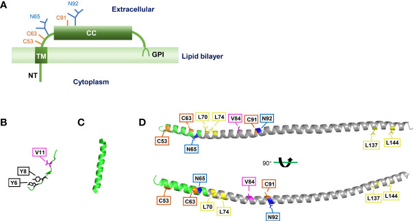 Fig. 1 BST2 full-length domain structure and homodimer crystal conformation. (OA Literature)