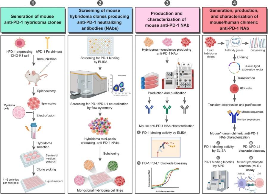 Fig. 1 Generation, screening, and characterization of the chimeric anti-PD-1 monoclonal antibodies. (OA Literature).