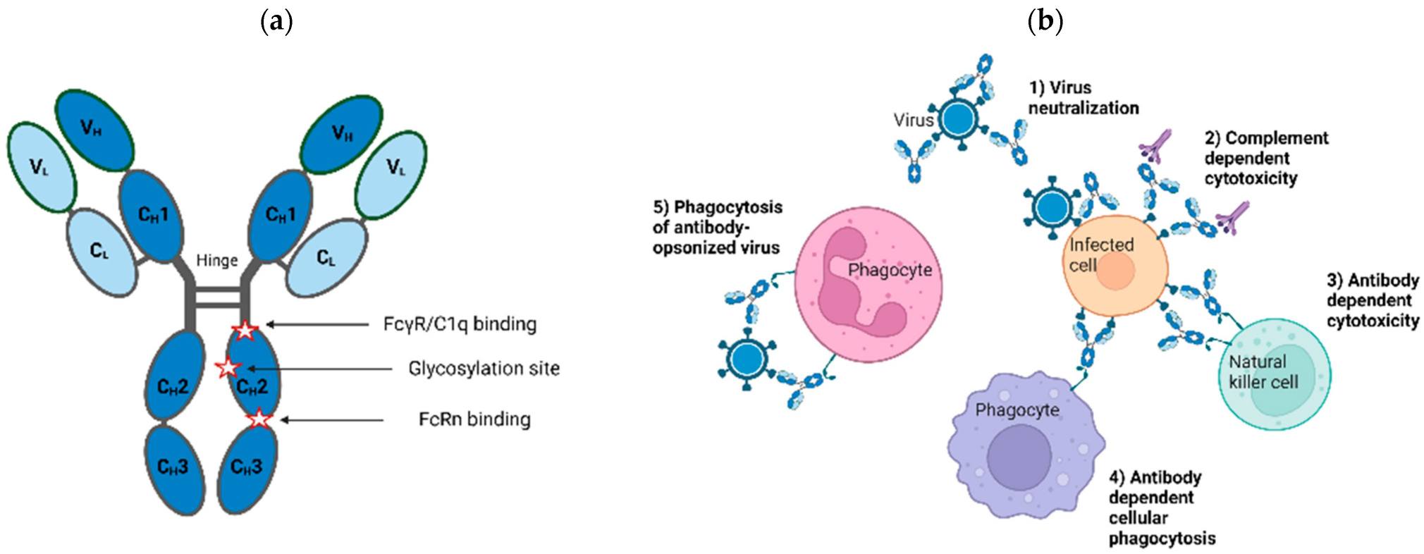 Fig. 1 Structural and functional features of IgG. (OA Literature)