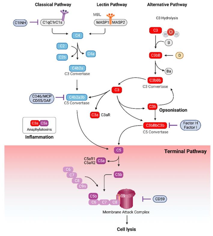 Fig. 1 C5 Activation Pathways. (OA Literature)