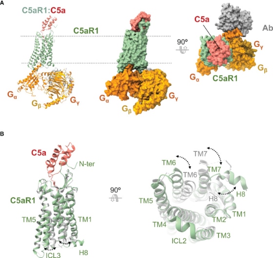 Fig. 1 Cryo EM structure of ligand activated C5AR1 complement GPCR complex, showing seven transmembrane receptor, peptide ligand and intracellular G protein assembly for membrane protein research reagent characterization. (OA Literature)