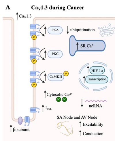 Fig. 1 Schematic topological visualization of human CACNA1D-type L-type voltage-gated calcium-channel complex for CACNA1D membrane protein, stable cell line and recombinant antibody research reagent characterization. (OA Literature)